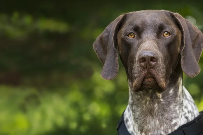 Hundeartikel f&uuml;r die Jagd