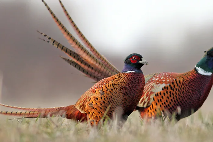 Jagdzubeh&ouml;r kaufen bei Jagdbedarf Ahlen