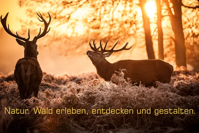 Virosan Fl&auml;chendesinfektion ohne Alkohol  hier kaufen!